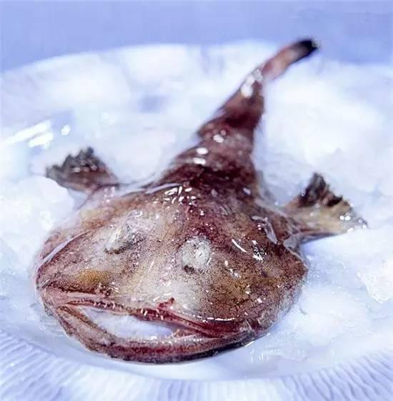 知識庫｜奇丑卻極美味的魚，餐廳趕緊上新菜！