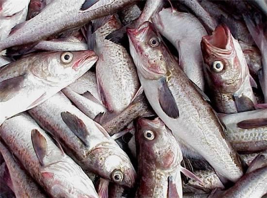知識庫｜這種魚可以一魚36吃，你餐廳還不上菜？|餐飲界