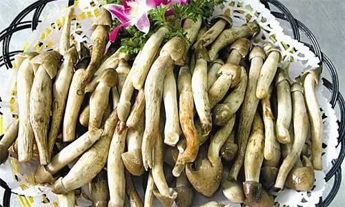 荔枝菌，可遇不可求的“嶺南菌王”