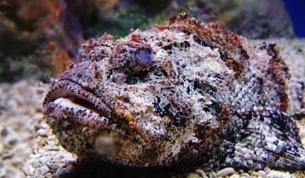 知識庫｜如何處理、烹飪世界最毒的海魚？
