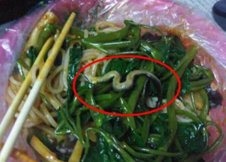 震驚！廣西大學一螺螄粉店竟然吃出一條蛇！真相是？
