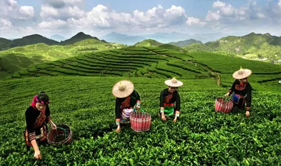 皇茶、喜茶之后，茶飲界又冒出一“黑馬”烏龍煎