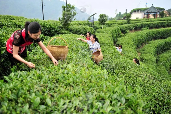 比肩星巴克？新中式茶飲的下半場(chǎng)得好好抓抓供應(yīng)鏈管理這門課了