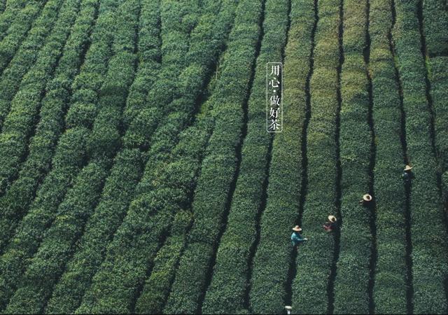 如何掘金500億新茶飲市場，打造一杯有故事的黑龍茶？