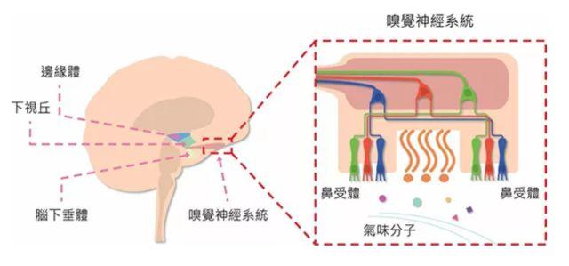 讓消費者欲罷不能的氣味營銷，餐飲人該如何實現(xiàn)？ | 餐見