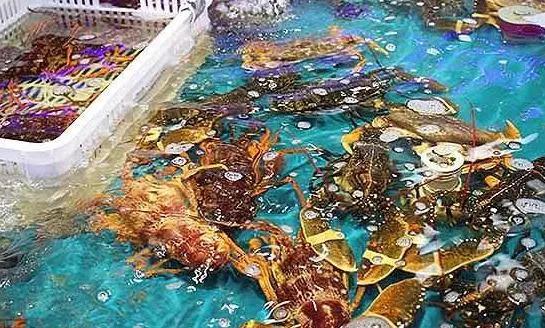 海鮮之戰(zhàn)：上半場活鮮炒作已曲終，下半場冷凍海鮮厚積薄發(fā)？|餐飲界