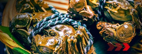 “秋風(fēng)響，蟹腳癢”，順豐同城急送推出大閘蟹專送服務(wù)