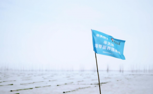 霞浦海帶苗豐收季：半天妖助力產業(yè)騰飛，守護“舌尖上的鮮嫩”