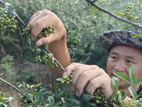 一顆青花椒的“頂流”之路：從深山枝頭到半天妖銷量榜首的風味旅程